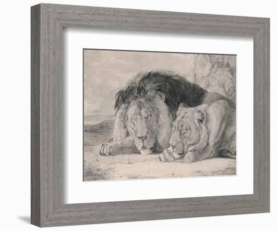 Sleeping Lion and Lioness-F. Lewis-Framed Photographic Print