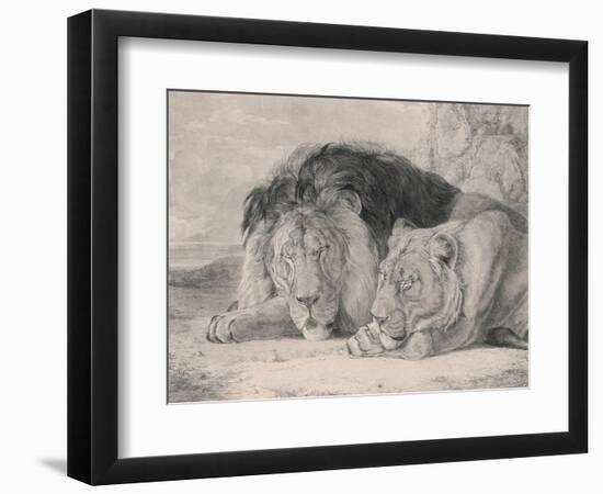 Sleeping Lion and Lioness-F. Lewis-Framed Photographic Print