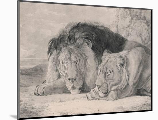 Sleeping Lion and Lioness-F. Lewis-Mounted Photographic Print