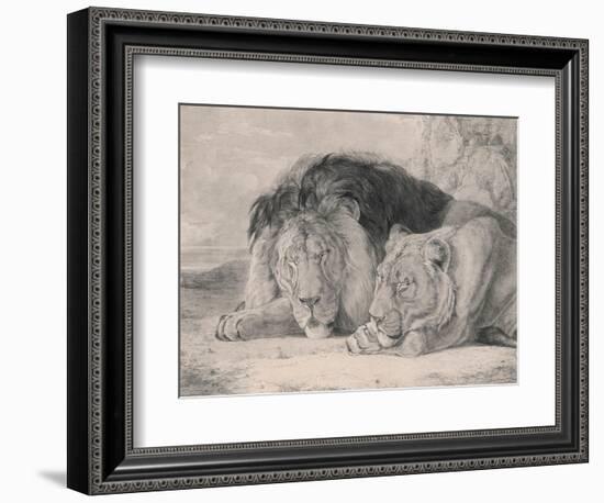 Sleeping Lion and Lioness-F. Lewis-Framed Photographic Print