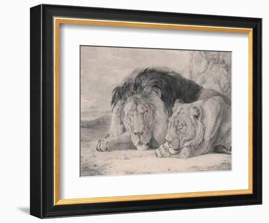 Sleeping Lion and Lioness-F. Lewis-Framed Photographic Print