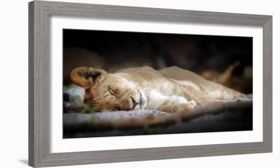 Sleeping lion cub, Chobe National Park, Botswana, Africa-Karen Deakin-Framed Photographic Print