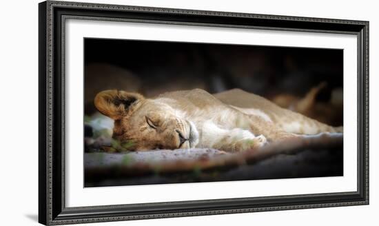 Sleeping lion cub, Chobe National Park, Botswana, Africa-Karen Deakin-Framed Photographic Print