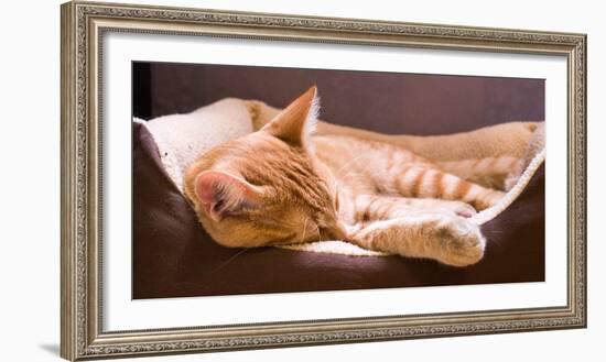 Sleeping Orange Cat in Cat Bed-Deyan Georgiev-Framed Photographic Print