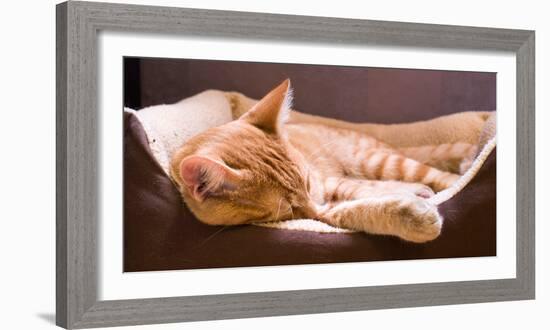 Sleeping Orange Cat in Cat Bed-Deyan Georgiev-Framed Photographic Print