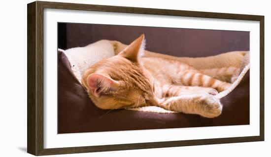 Sleeping Orange Cat in Cat Bed-Deyan Georgiev-Framed Photographic Print