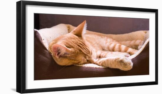 Sleeping Orange Cat in Cat Bed-Deyan Georgiev-Framed Photographic Print