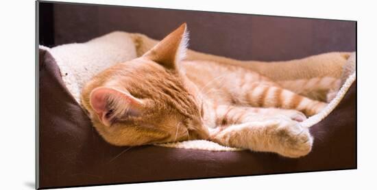 Sleeping Orange Cat in Cat Bed-Deyan Georgiev-Mounted Photographic Print