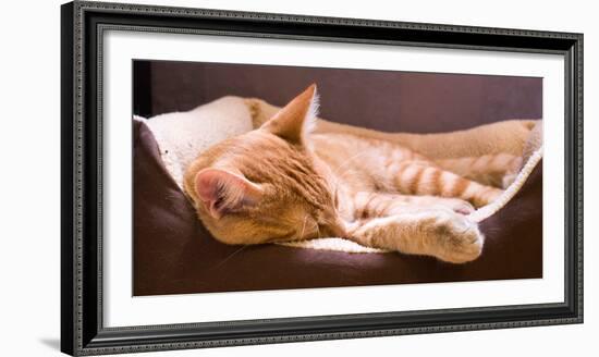 Sleeping Orange Cat in Cat Bed-Deyan Georgiev-Framed Photographic Print