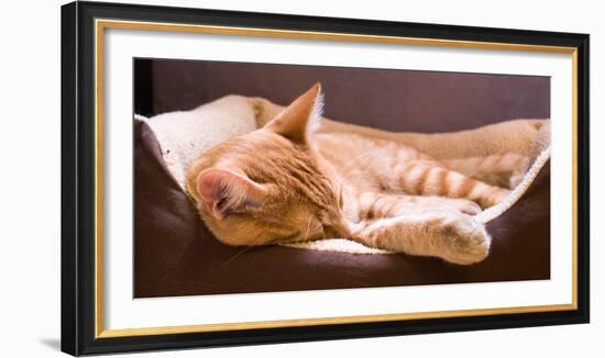 Sleeping Orange Cat in Cat Bed-Deyan Georgiev-Framed Photographic Print