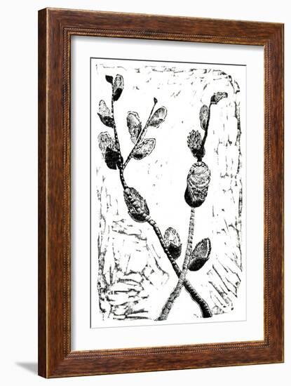 Sleeping Pussy Willow, 2014-Bella Larsson-Framed Giclee Print