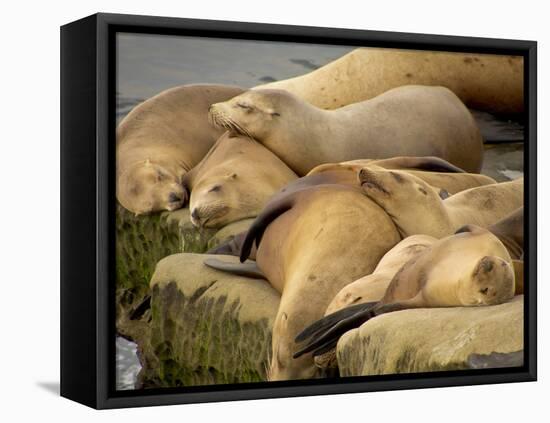 Sleeping Sea Lions, La Jolla, California, Usa-Rob Sheppard-Framed Premier Image Canvas