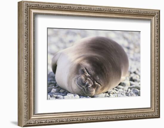 Sleeping Southern Elephant Seal-DLILLC-Framed Photographic Print