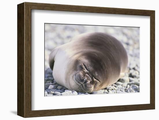 Sleeping Southern Elephant Seal-DLILLC-Framed Photographic Print