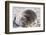 Sleeping Southern Elephant Seal-DLILLC-Framed Photographic Print