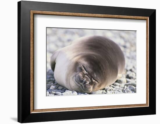 Sleeping Southern Elephant Seal-DLILLC-Framed Photographic Print