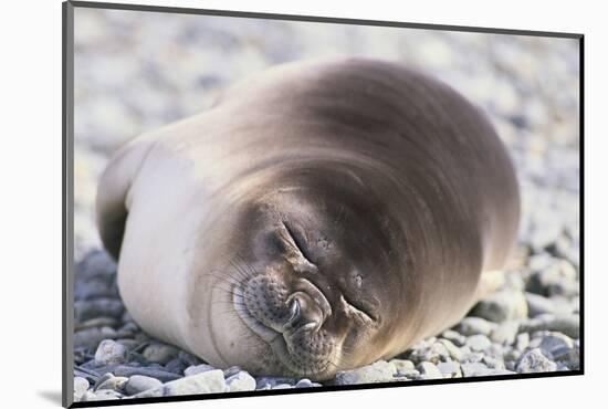 Sleeping Southern Elephant Seal-DLILLC-Mounted Photographic Print