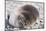 Sleeping Southern Elephant Seal-DLILLC-Mounted Photographic Print