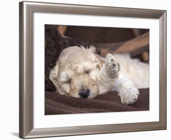 Sleeping Standard Poodles Puppies-Zandria Muench Beraldo-Framed Photographic Print