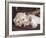 Sleeping Standard Poodles Puppies-Zandria Muench Beraldo-Framed Photographic Print