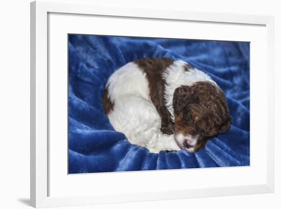 Sleeping Standard Poodles Puppies-Zandria Muench Beraldo-Framed Photographic Print