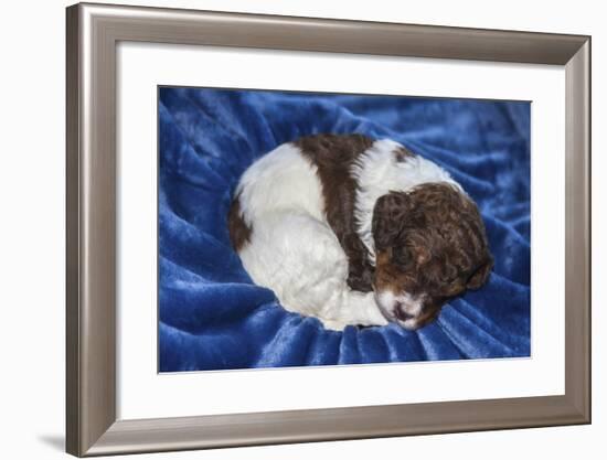 Sleeping Standard Poodles Puppies-Zandria Muench Beraldo-Framed Photographic Print