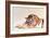 Sleeping Tiger-Jan Henderson-Framed Art Print