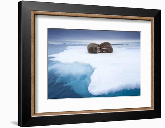 Sleeping Walruses, Svalbard, Norway-null-Framed Photographic Print