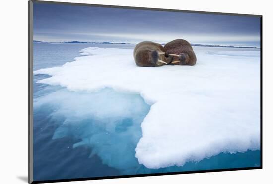 Sleeping Walruses, Svalbard, Norway-null-Mounted Photographic Print