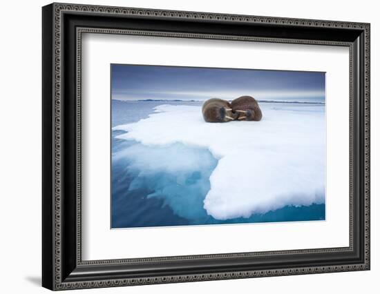 Sleeping Walruses, Svalbard, Norway-null-Framed Photographic Print