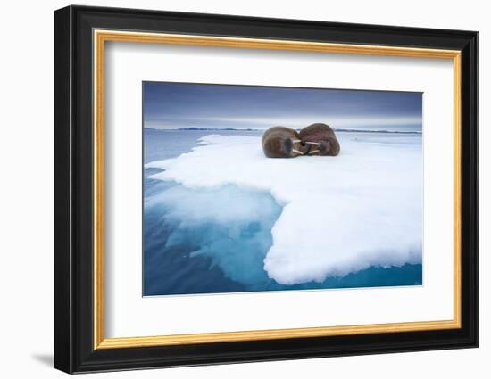 Sleeping Walruses, Svalbard, Norway-null-Framed Photographic Print