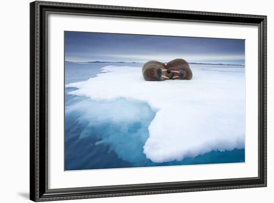 Sleeping Walruses, Svalbard, Norway-null-Framed Photographic Print