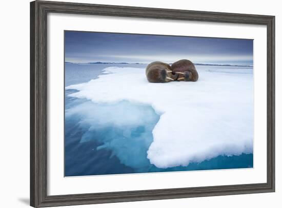 Sleeping Walruses, Svalbard, Norway-null-Framed Photographic Print