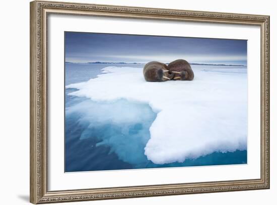 Sleeping Walruses, Svalbard, Norway-null-Framed Photographic Print