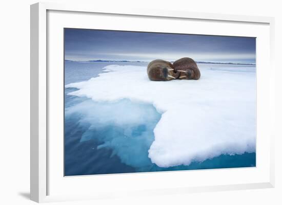 Sleeping Walruses, Svalbard, Norway-null-Framed Photographic Print