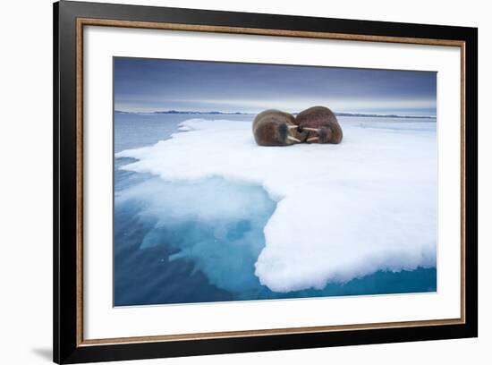 Sleeping Walruses, Svalbard, Norway-null-Framed Photographic Print