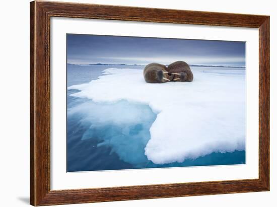Sleeping Walruses, Svalbard, Norway-null-Framed Photographic Print