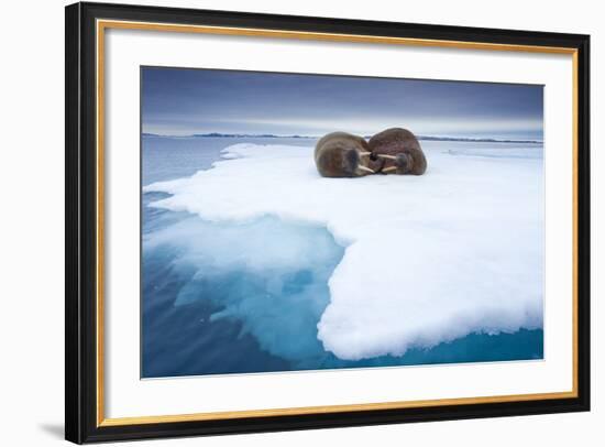 Sleeping Walruses, Svalbard, Norway-null-Framed Photographic Print