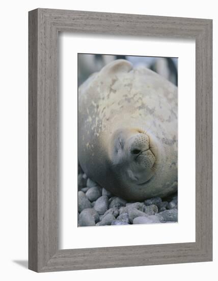 Sleeping Weddell Seal-DLILLC-Framed Photographic Print