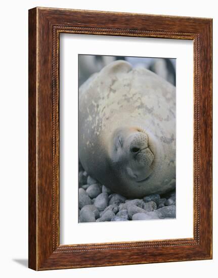 Sleeping Weddell Seal-DLILLC-Framed Photographic Print