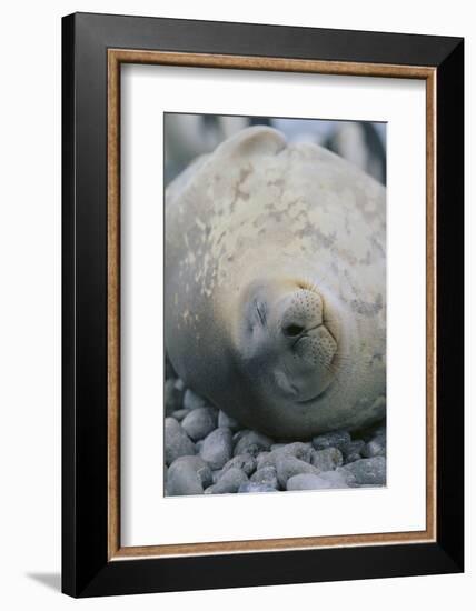 Sleeping Weddell Seal-DLILLC-Framed Photographic Print