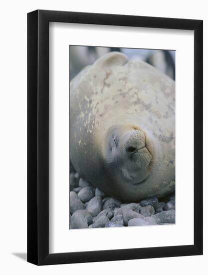 Sleeping Weddell Seal-DLILLC-Framed Photographic Print