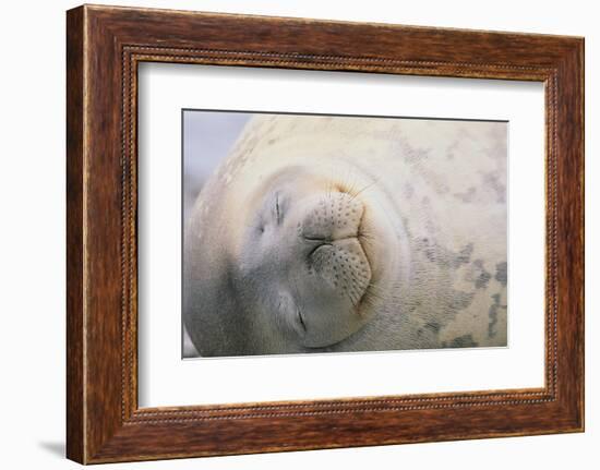 Sleeping Weddell Seal-DLILLC-Framed Photographic Print