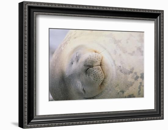 Sleeping Weddell Seal-DLILLC-Framed Photographic Print