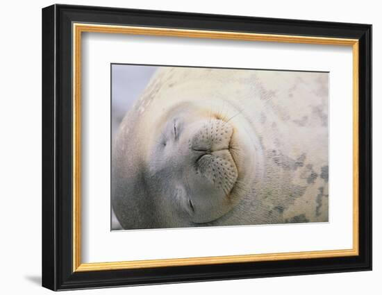 Sleeping Weddell Seal-DLILLC-Framed Photographic Print