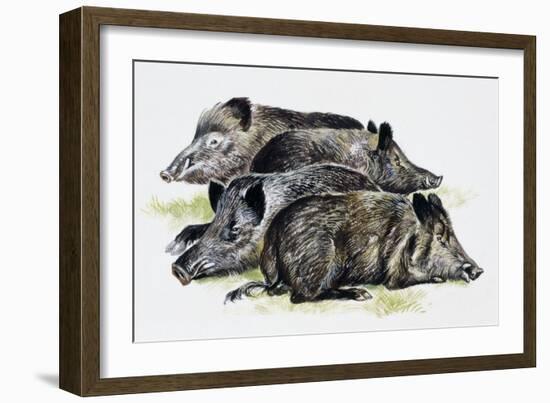 Sleeping Wild Boars or Wild Pigs (Sus Scrofa), Suidae, Drawing-null-Framed Giclee Print