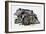 Sleeping Wild Boars or Wild Pigs (Sus Scrofa), Suidae, Drawing-null-Framed Giclee Print