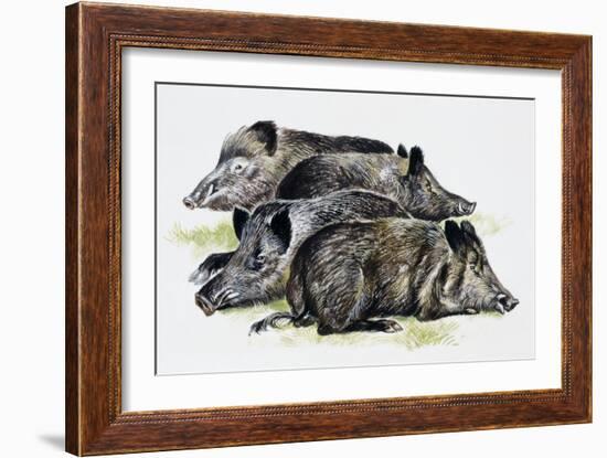 Sleeping Wild Boars or Wild Pigs (Sus Scrofa), Suidae, Drawing-null-Framed Giclee Print