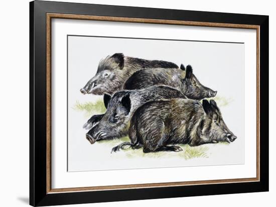 Sleeping Wild Boars or Wild Pigs (Sus Scrofa), Suidae, Drawing-null-Framed Giclee Print