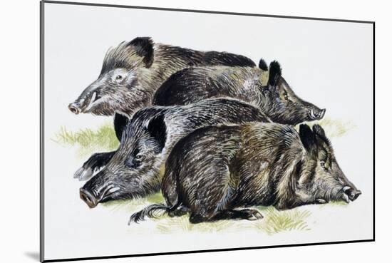 Sleeping Wild Boars or Wild Pigs (Sus Scrofa), Suidae, Drawing-null-Mounted Giclee Print